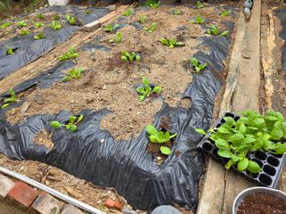 허인녕님의 기타작물 · 영농일지 작성글 사진