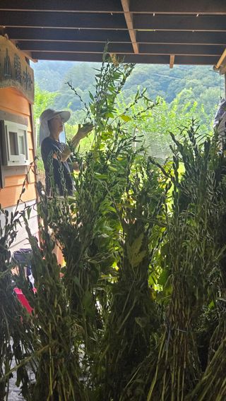 김은자님의 참깨 · 영농일지 작성글 사진