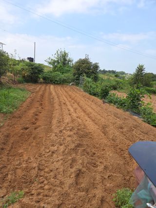 이석팔님의 배추 · 영농일지 작성글 사진