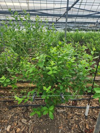 꽃지베리팜(윤인원)님의 블루베리 · 영농일지 작성글 사진