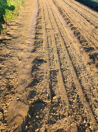 박진한님의 감 · 영농일지 작성글 사진