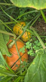 팜모닝 호박·영농일지 게시글 이미지