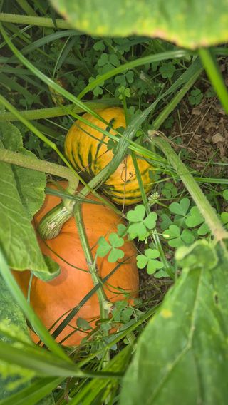 망치님의 호박 · 영농일지 작성글 사진