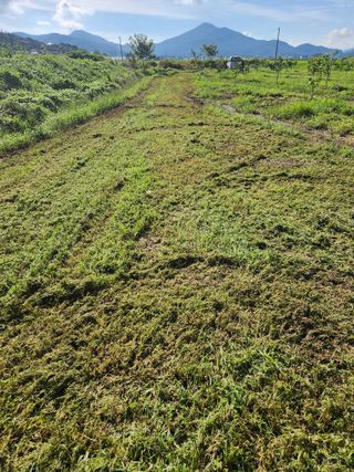 박진한님의 감 · 영농일지 작성글 사진