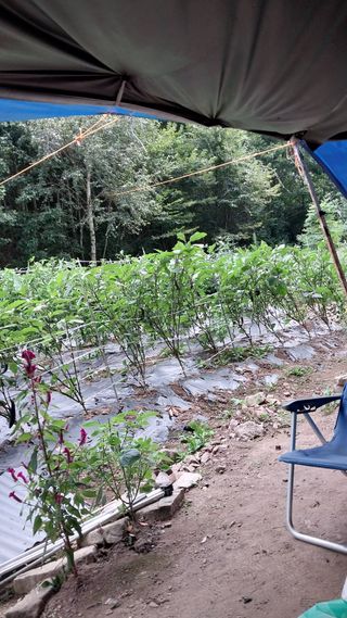 나사흠님의 고추 · 영농일지 작성글 사진