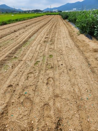 박진한님의 감 · 영농일지 작성글 사진