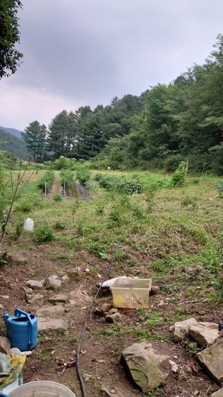 나사흠님의 고추 · 영농일지 작성글 사진