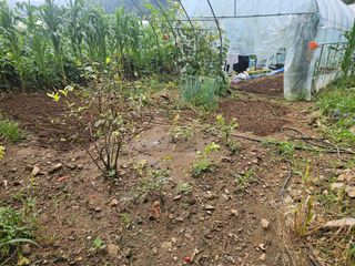 무심님의 배추 · 영농일지 작성글 사진