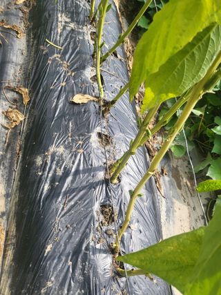 전선경님의 배추 · 영농일지 작성글 사진