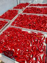 팜모닝 고추·영농일지 게시글 이미지