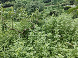 단감당감님의 감 · 영농일지 작성글 사진