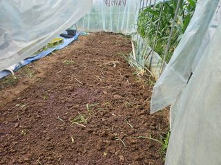 무심님의 배추 · 영농일지 작성글 사진