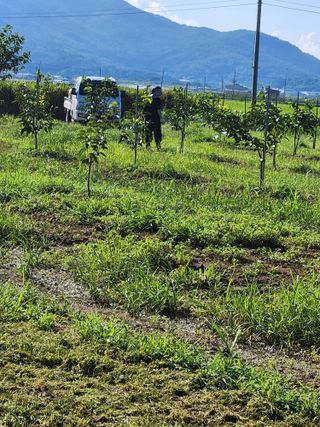 박진한님의 감 · 영농일지 작성글 사진