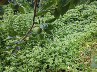 단감당감님의 감 · 영농일지 작성글 사진