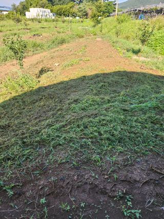 박진한님의 감 · 영농일지 작성글 사진