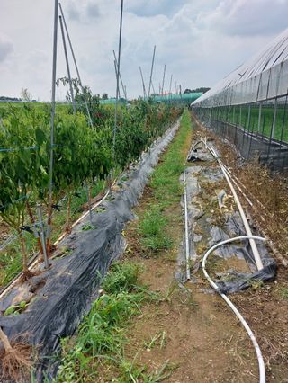 이장호님의 기타작물 · 영농일지 작성글 사진