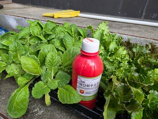 허인녕님의 기타작물 · 영농일지 작성글 사진