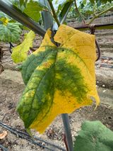 팜모닝 포도·영농일지 게시글 이미지