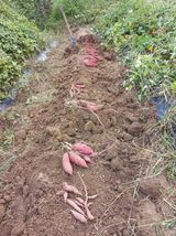 팜모닝 기타작물·영농일지 게시글 이미지