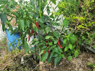 장재농원 최재석님의 고추 · 영농일지 작성글 사진