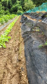 팜모닝 기타작물·영농일지 게시글 이미지