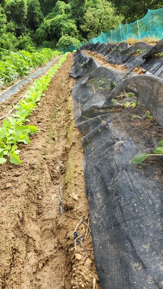 현길01021982님의 기타작물 · 영농일지 작성글 사진