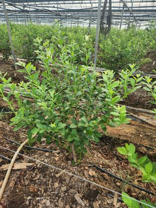 꽃지베리팜(윤인원)님의 블루베리 · 영농일지 작성글 사진