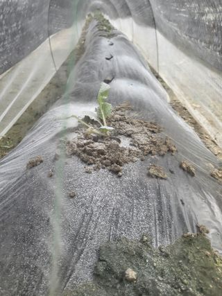 전선경님의 배추 · 영농일지 작성글 사진