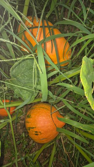 망치님의 호박 · 영농일지 작성글 사진