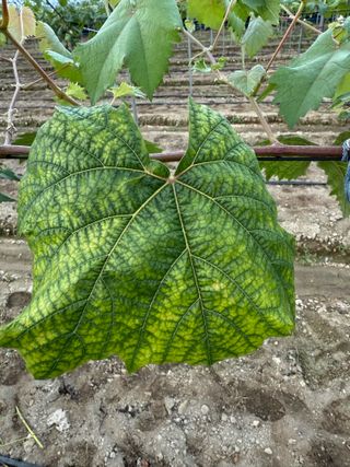 님의 포도 · 영농일지 작성글 사진