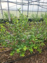 팜모닝 블루베리·영농일지 게시글 이미지