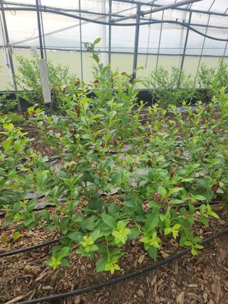 꽃지베리팜(윤인원)님의 블루베리 · 영농일지 작성글 사진