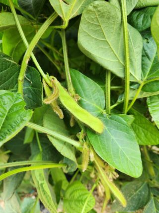 박진한님의 감 · 영농일지 작성글 사진