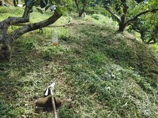 단감당감님의 감 · 영농일지 작성글 사진