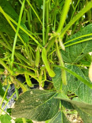 박진한님의 감 · 영농일지 작성글 사진