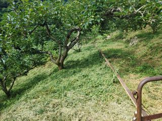 단감당감님의 감 · 영농일지 작성글 사진