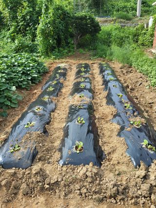 백상진님의 배추 · 영농일지 작성글 사진