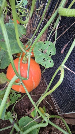 망치님의 호박 · 영농일지 작성글 사진