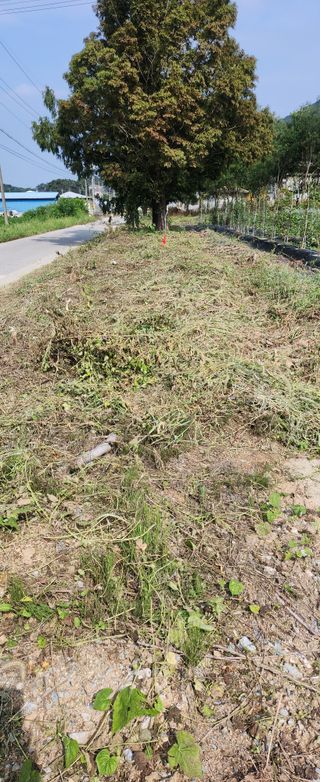 상추22033님의 기타작물 · 영농일지 작성글 사진