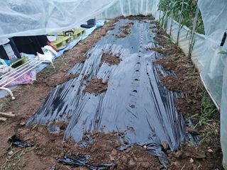 무심님의 배추 · 영농일지 작성글 사진