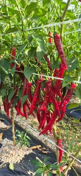 팜모닝 고추·영농일지 게시글 이미지