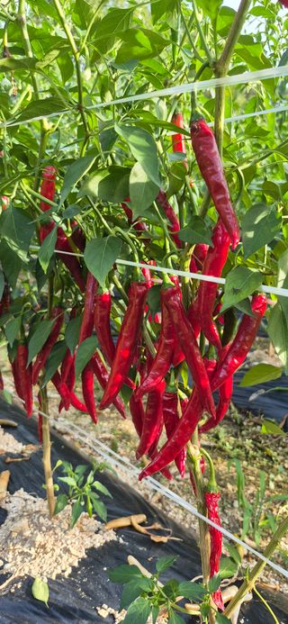 강성분님의 고추 · 영농일지 작성글 사진