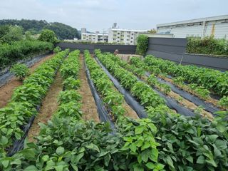 박병철님의 들깨 · 영농일지 작성글 사진