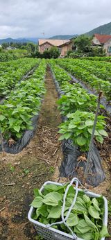 팜모닝 들깨·영농일지 게시글 이미지