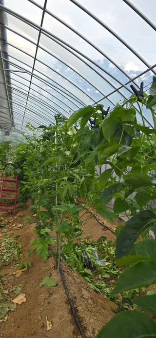 강단아님의 기타작물 · 영농일지 작성글 사진