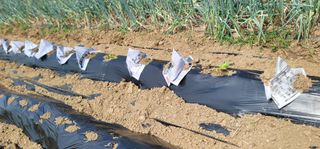 장재농원 최재석님의 배추 · 영농일지 작성글 사진