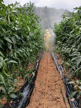 팜모닝 고추·영농일지 게시글 이미지