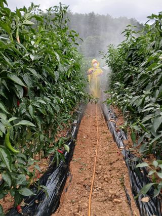 차민주님의 고추 · 영농일지 작성글 사진