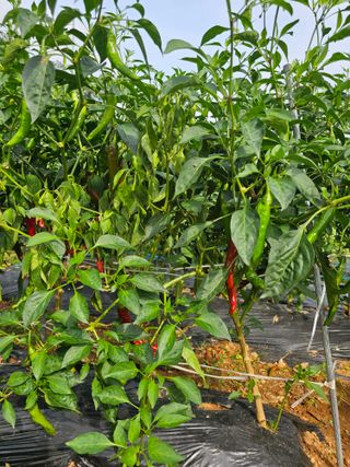 토깽이(김미숙)님의 배추 · 영농일지 작성글 사진