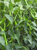 팜모닝 고추·영농일지 게시글 이미지